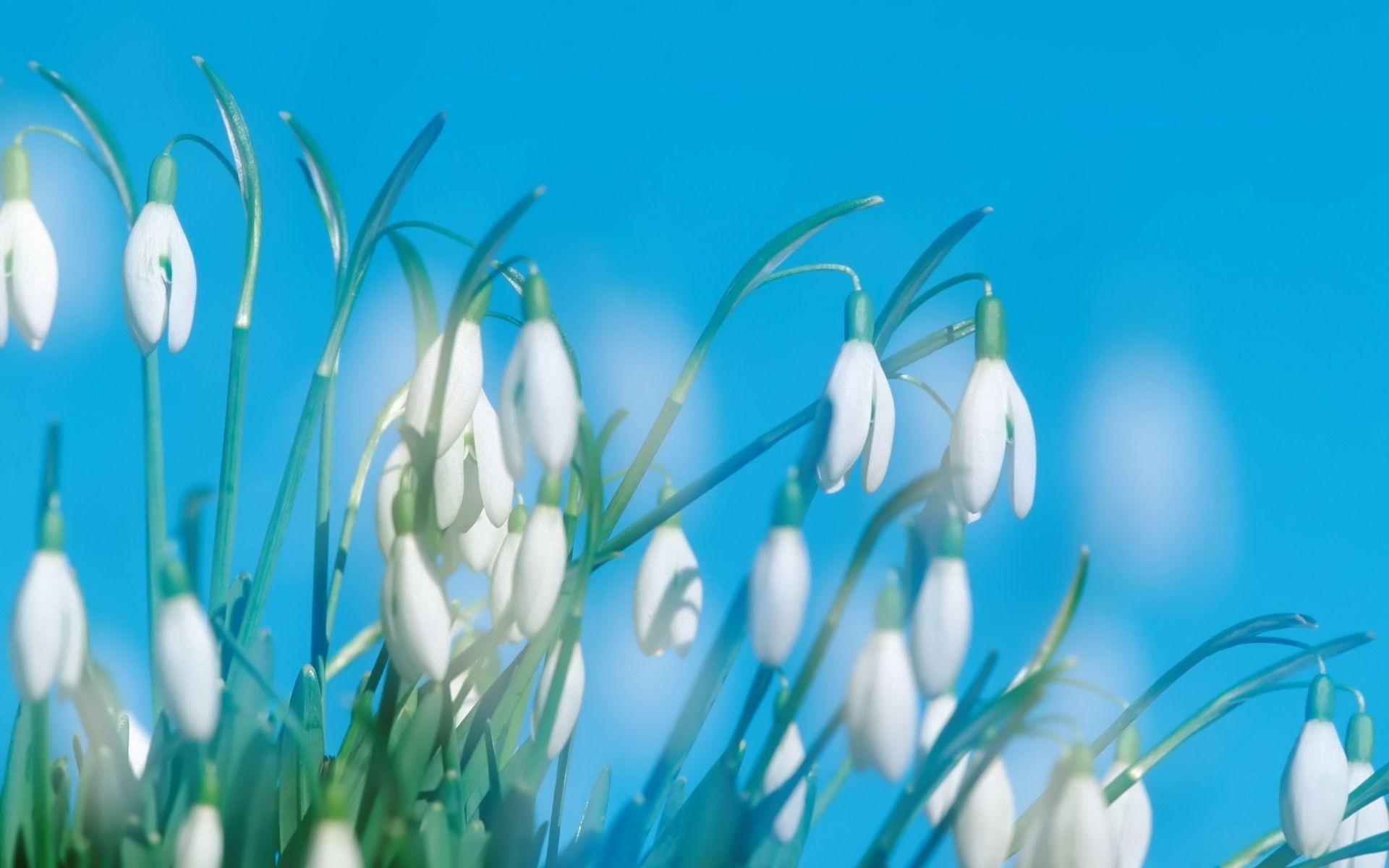 flowers nature flora grass flower garden growth hayfield season leaf color fair weather bright environment summer floral husk bud easter desktop