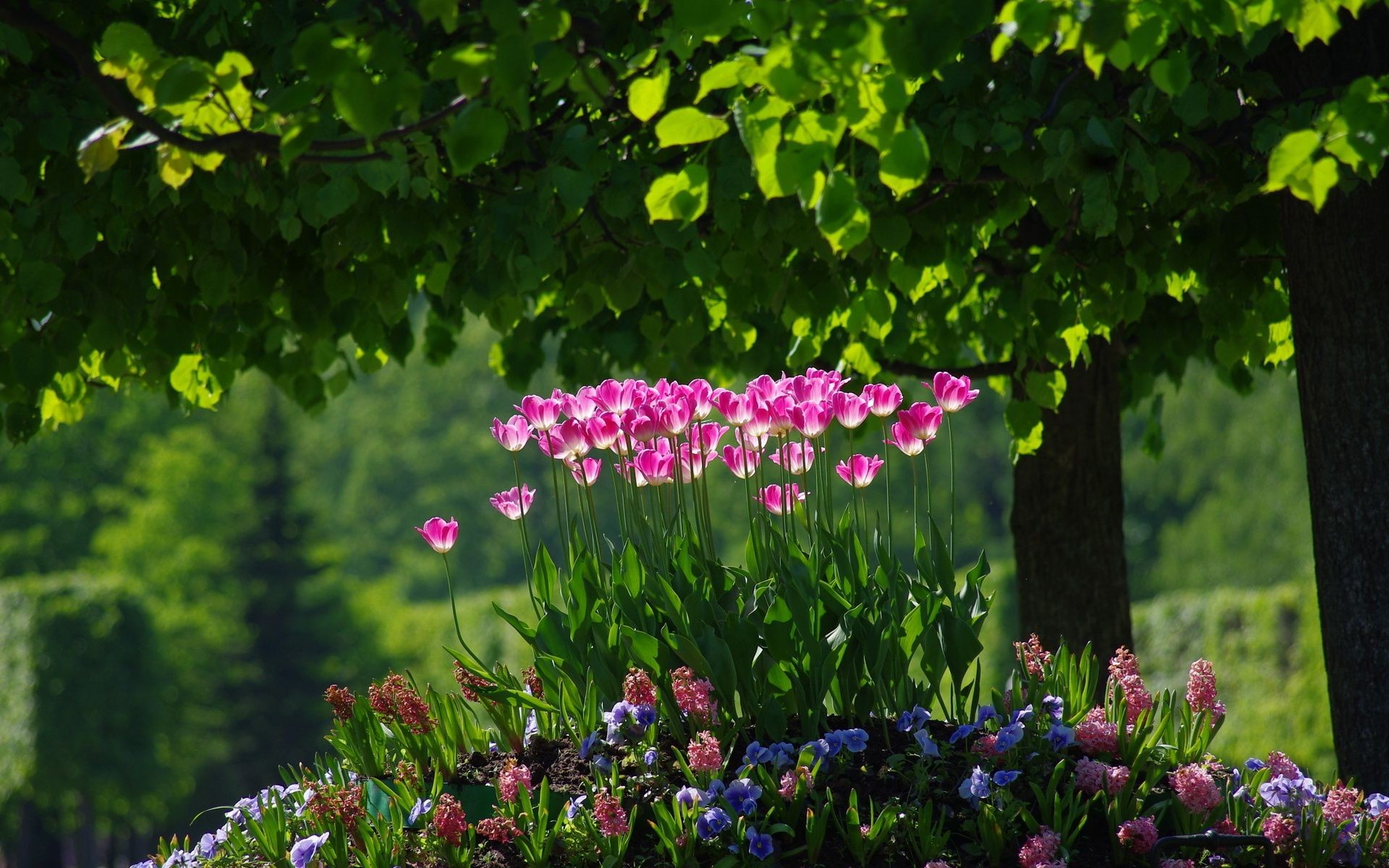 flower beds flower garden nature leaf flora summer park grass blooming tree floral color landscape lawn tulip growth outdoors season bright