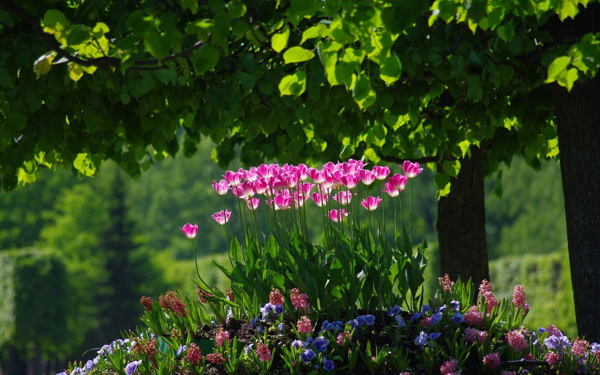 клумбы с цветами цветок сад природа лист флора лето парк трава блюминг дерево цветочные цвет пейзаж газон тюльпан рост на открытом воздухе сезон яркий