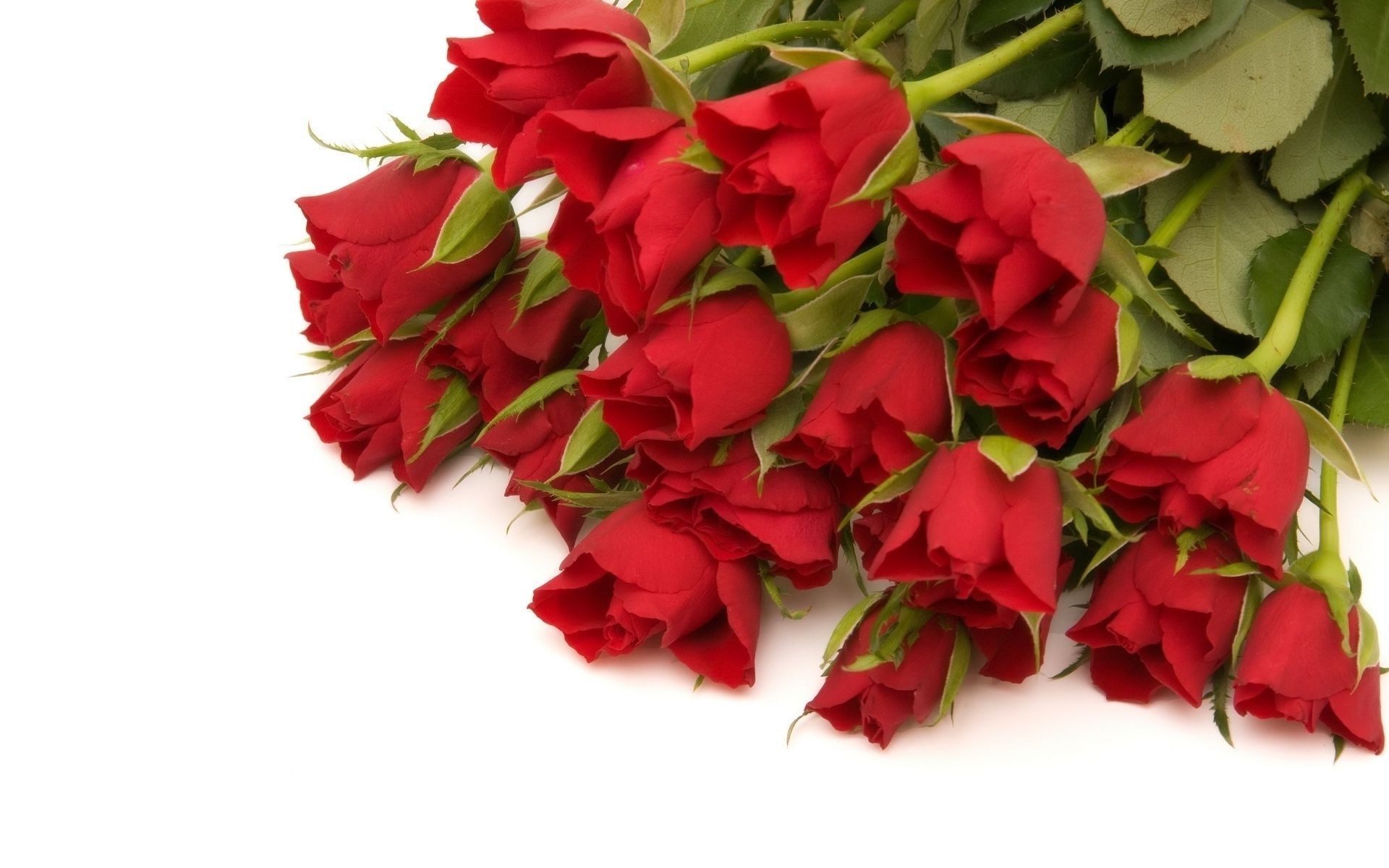 розы подарок любовь романтика романтический юбилей цветок праздник лист букет цветочные украшения день рождения флора лепесток природа блюминг свадьба карта приветствие