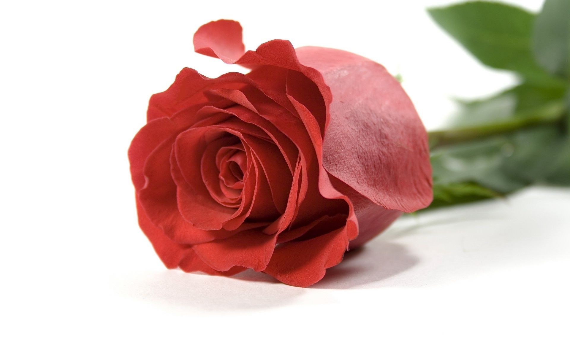 розы цветок любовь лепесток романтика подарок цветочные блюминг романтический лист природа свадьба букет флора юбилей