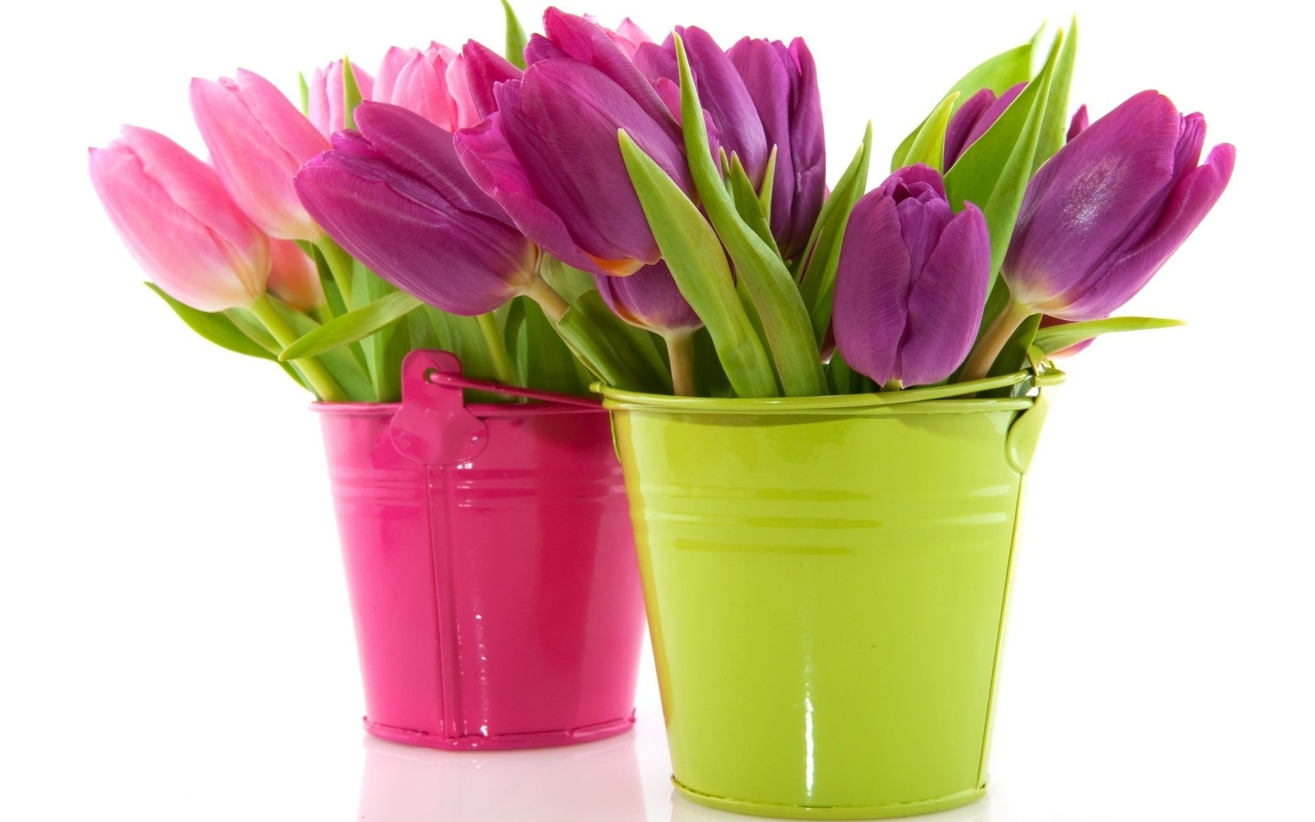 tulpen natur ostern blume hell blatt isoliert tulpe flora blumenstrauß liebe vase blumen farbe romantik geschenk