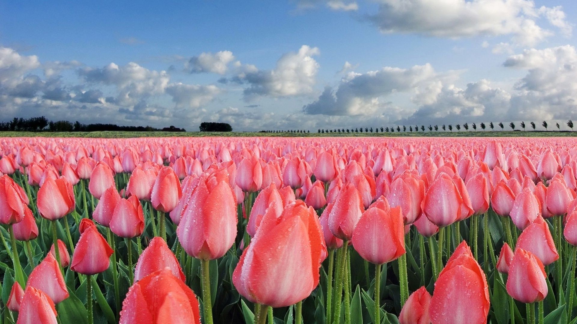 тюльпаны природа тюльпан цветок лето флора лист сад цвет яркий поле на открытом воздухе