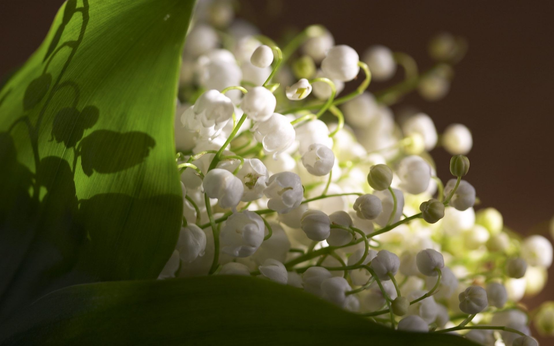 flowers nature flora flower leaf garden color summer floral tree branch close-up beautiful season light bright outdoors