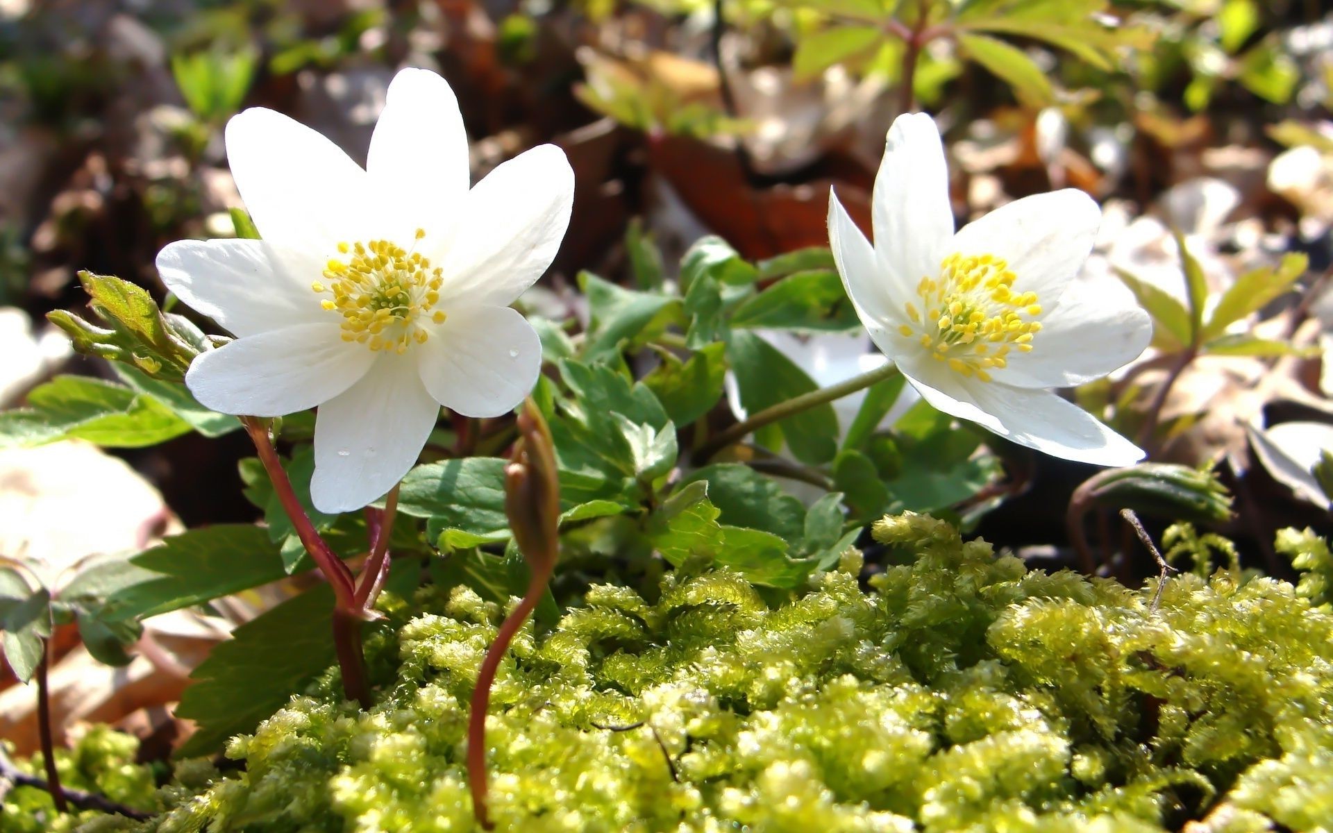 flowers nature flower leaf flora outdoors blooming garden summer anemone petal growth fair weather