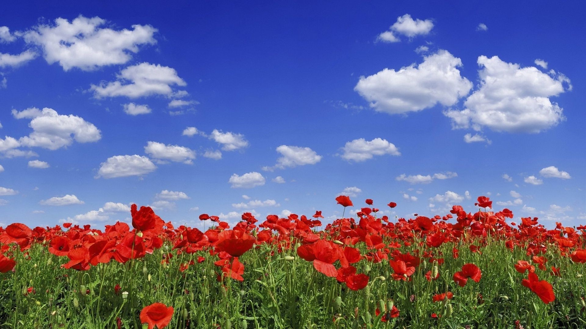 field of flowers poppy flower field nature hayfield summer flora rural landscape grass season color garden sky floral bright sun fair weather countryside