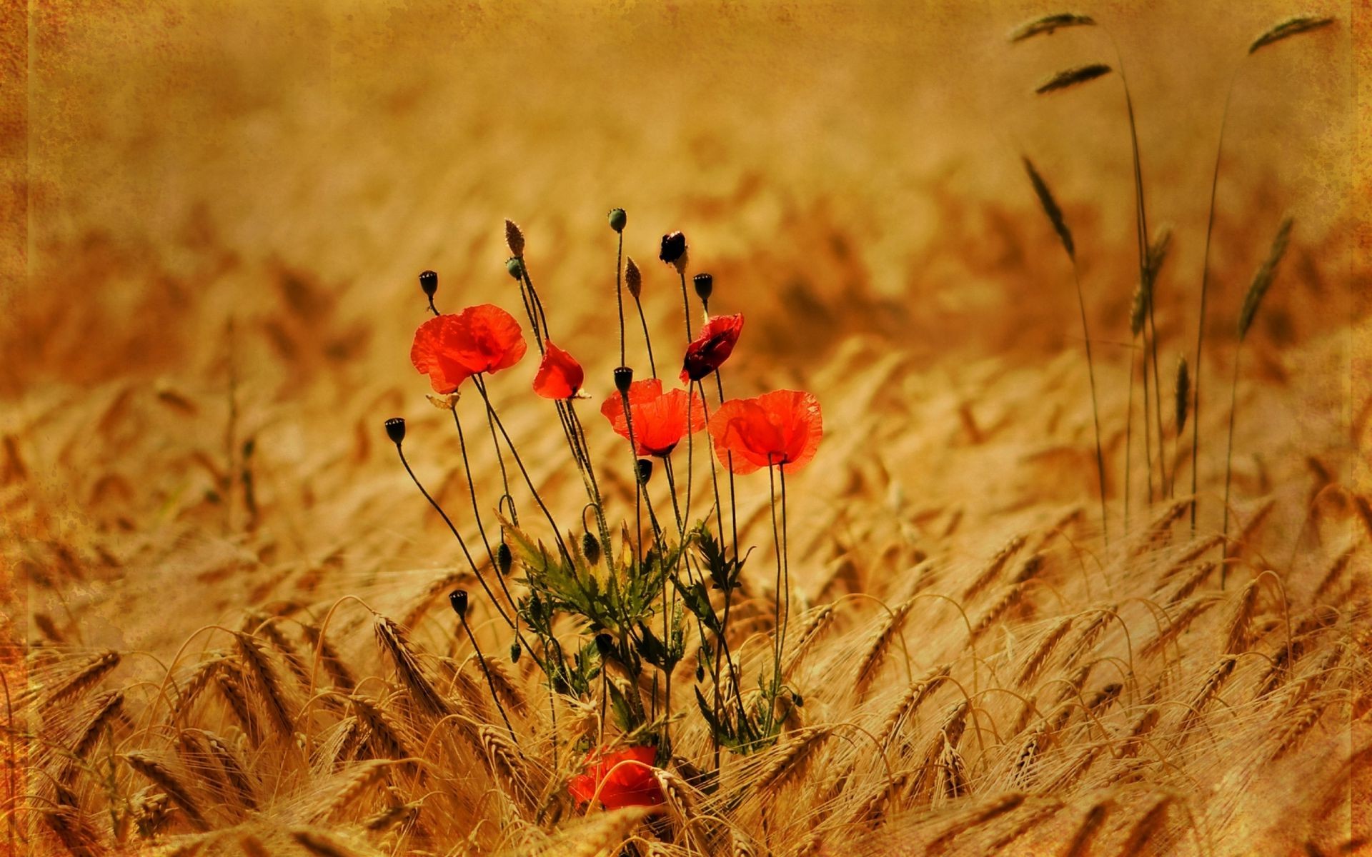 flowers field nature poppy flower rural sun grass summer outdoors flora countryside fair weather hayfield farm pasture color agriculture growth season