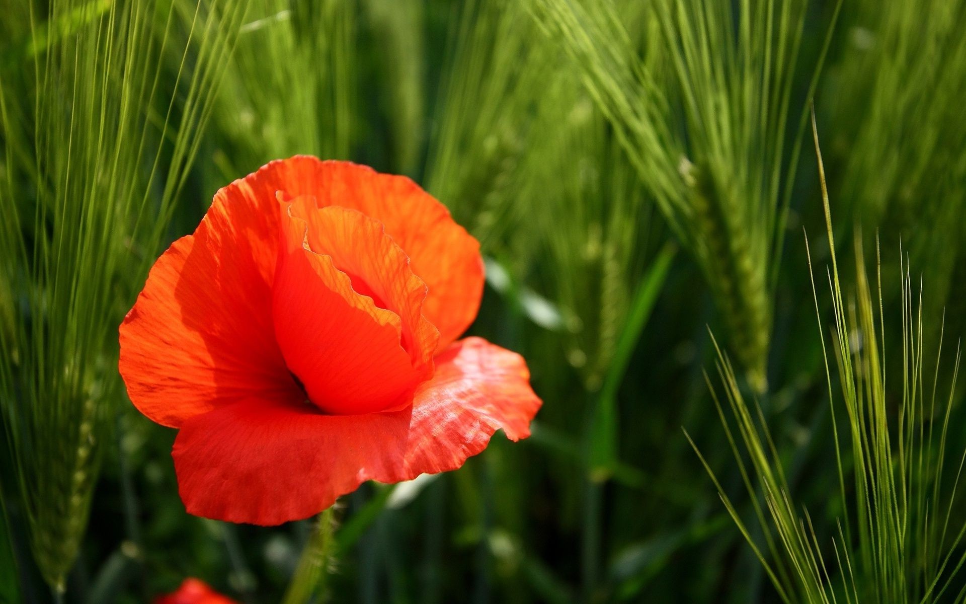 flowers nature summer field flora grass growth flower hayfield rural leaf bright outdoors poppy garden color sun fair weather