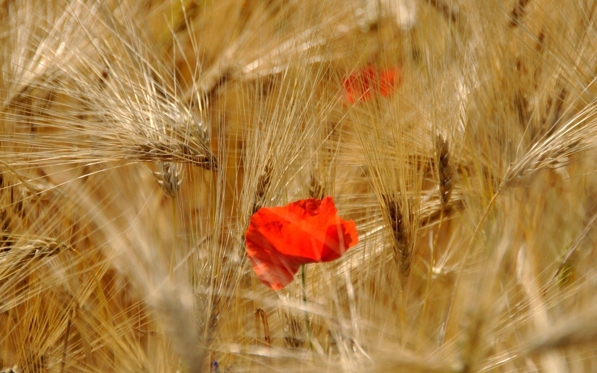 flores trigo cereales maíz pan centeno rural semilla pasto oro paja campo cosecha granja campo cebada naturaleza agricultura harina