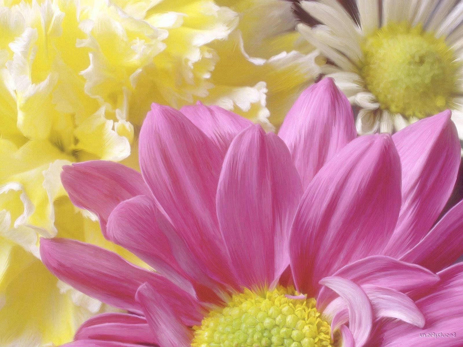 крупным планом цветок природа цветочные флора лепесток красивые лето цвет блюминг яркий букет сад лист рабочего стола подарок любовь романтический романтика крупным планом украшения