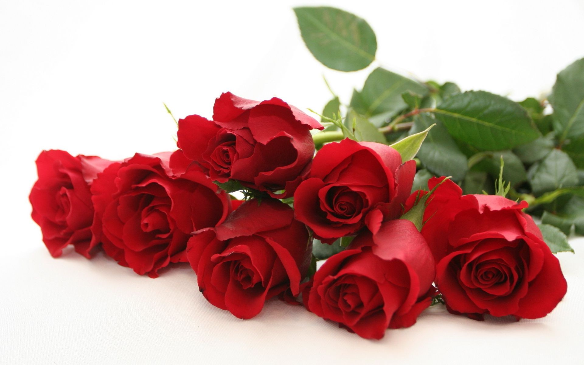 розы романтика любовь лепесток цветок букет подарок романтический цветочные свадьба юбилей блюминг дружище брак духи день рождения любовь день святого валентина кластер флора