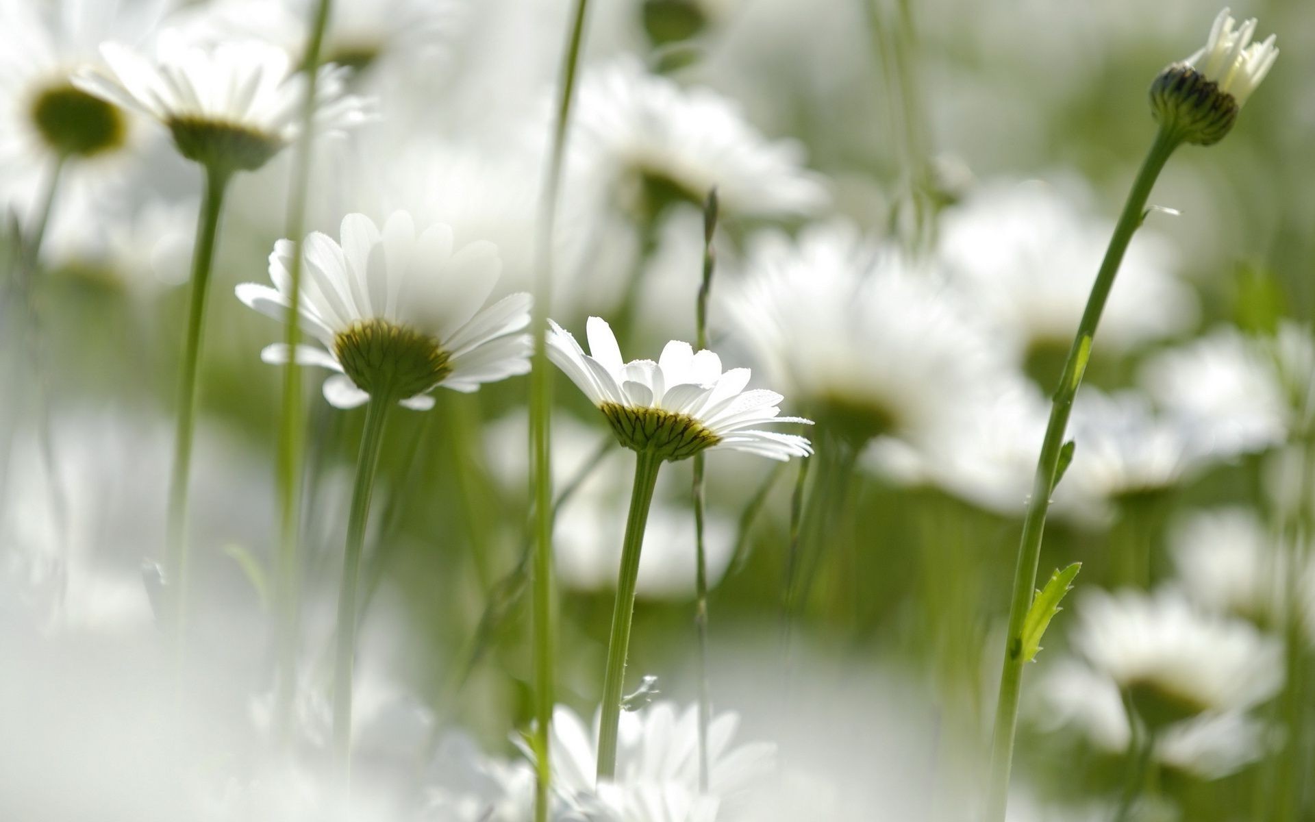 chamomile nature summer field flora flower grass growth hayfield fair weather garden sun rural bright season leaf close-up floral outdoors