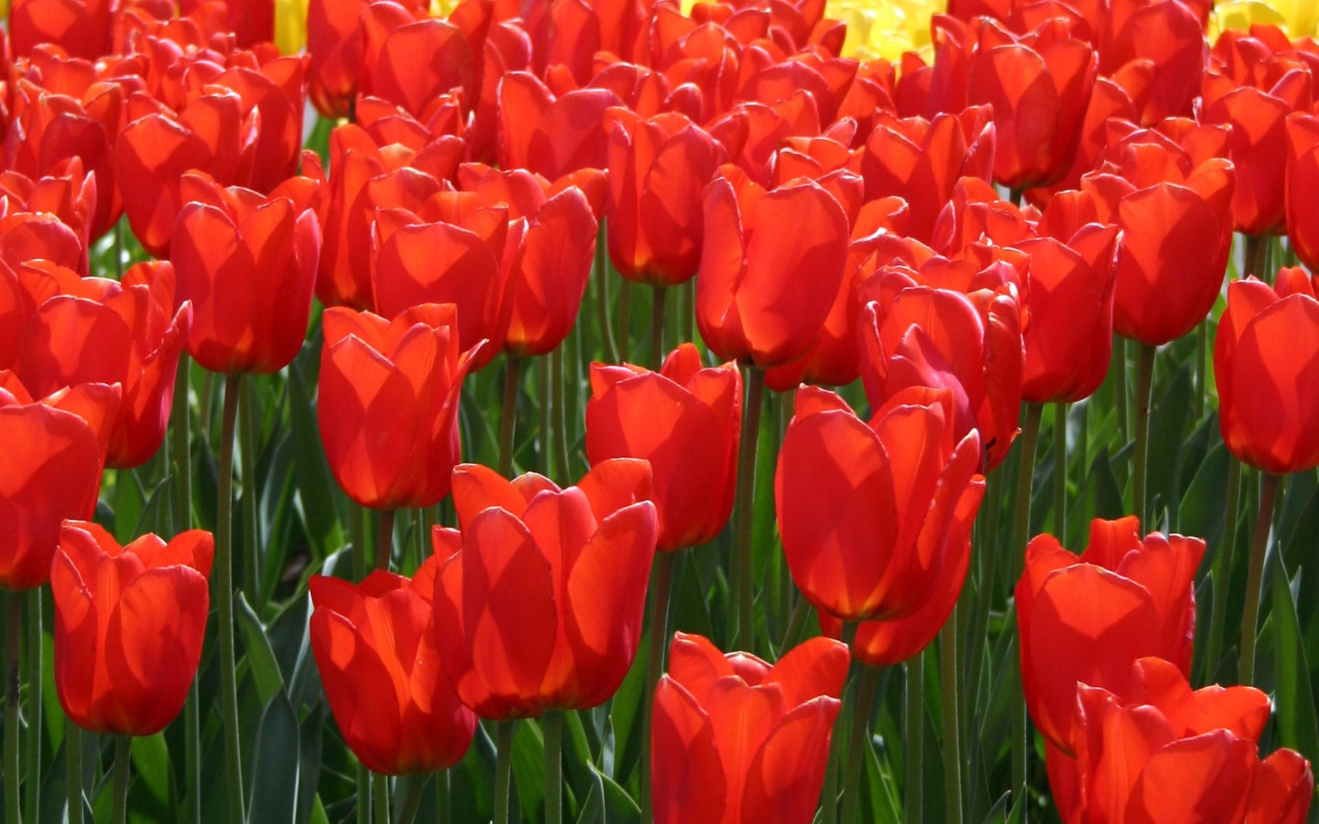 tulips tulip garden nature flower flora leaf field summer bright color floral growth season easter bulb petal bouquet vibrant park