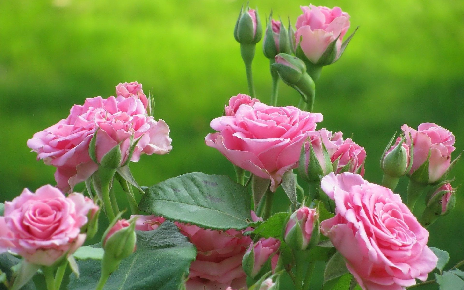 розы цветок флора природа лепесток цветочные лист блюминг сад букет любовь лето романтика цвет романтический дружище яркий кластер