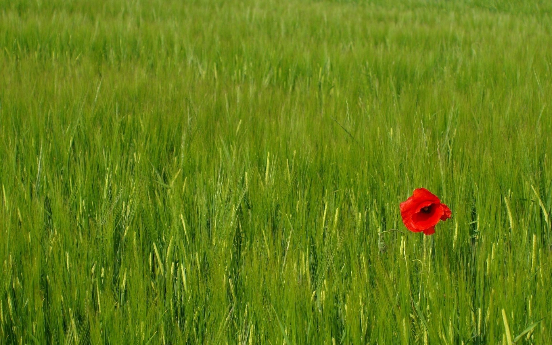 fleurs champ rural blé pâturage ferme céréales foin herbe croissance agriculture été campagne récolte nature flore pays paysage extérieur environnement