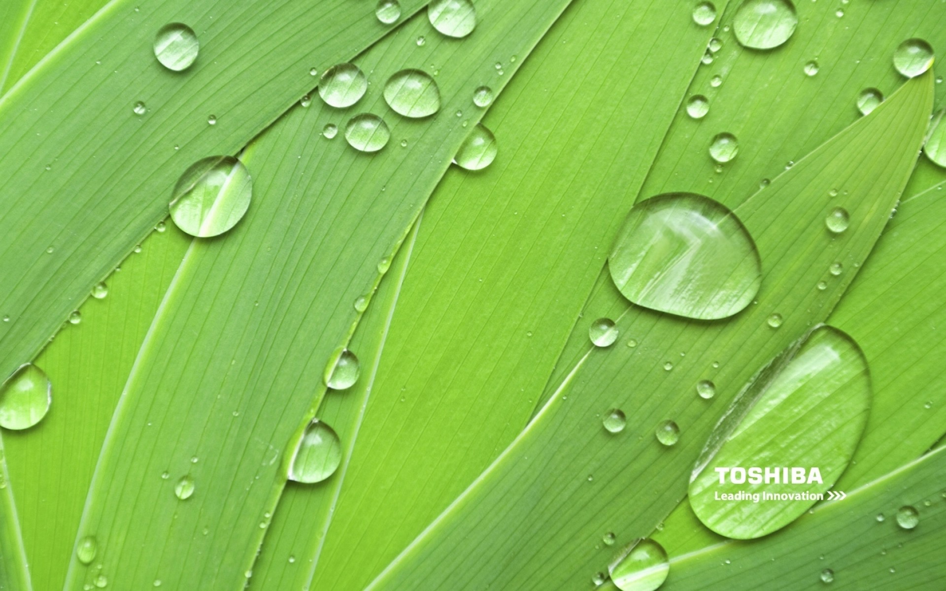 toshiba dew rain drop droplet wet purity leaf flora raindrop growth water clean dewy vein freshness garden waterdrop pure environment