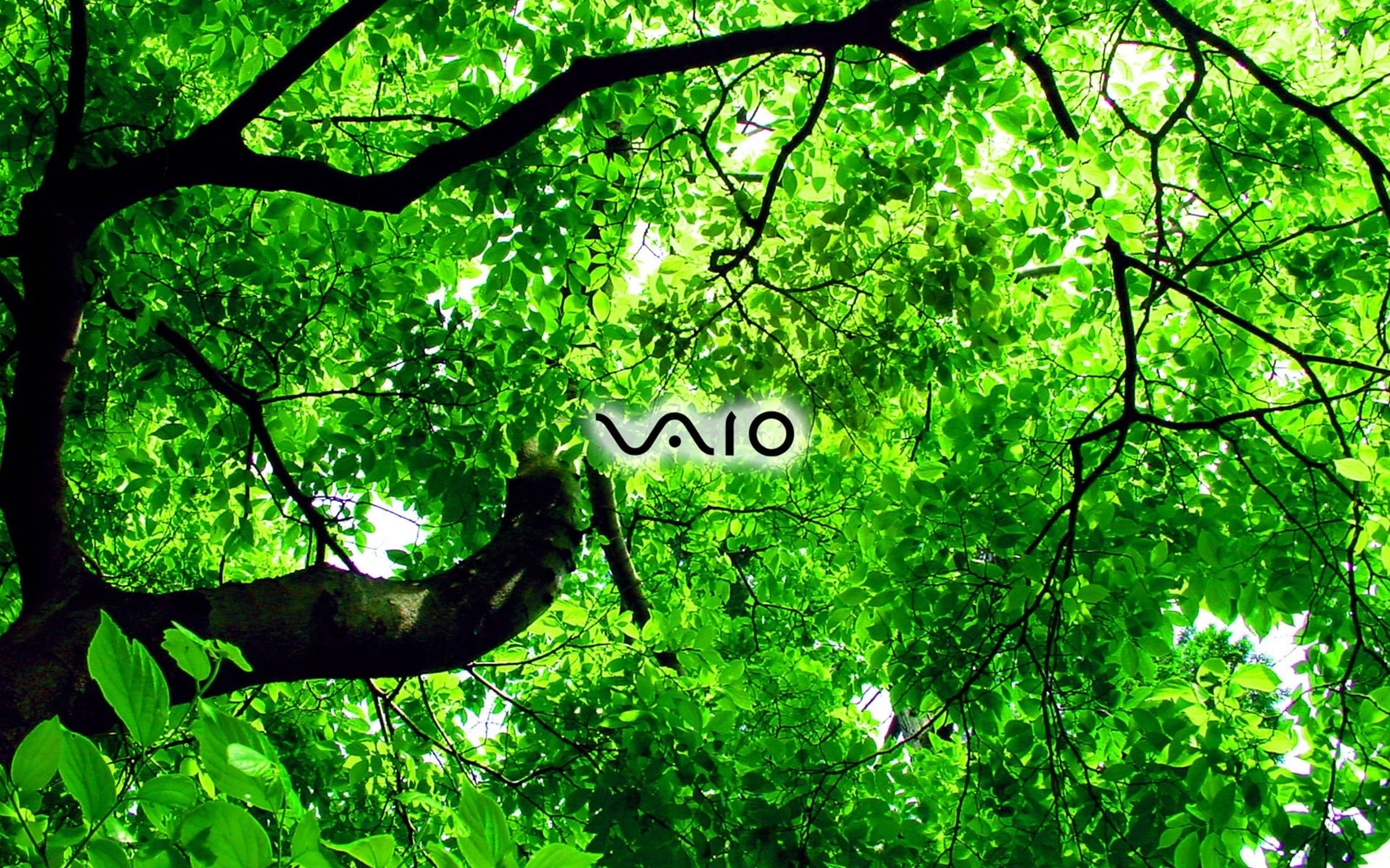 sony leaf nature wood tree growth branch flora lush fair weather sun outdoors summer environment dawn bright sunbeam sony vaio