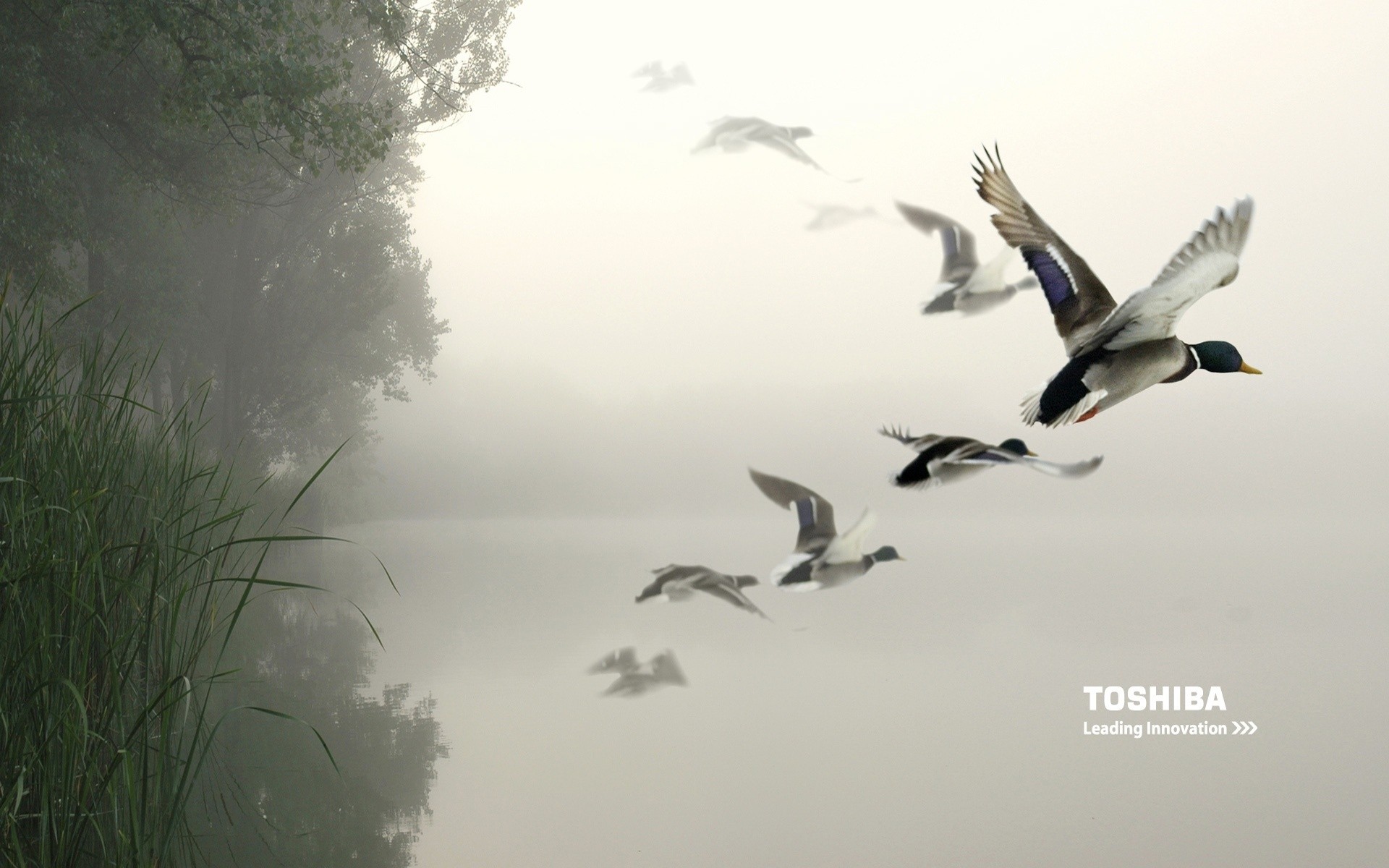 toshiba bird nature wildlife outdoors sky water