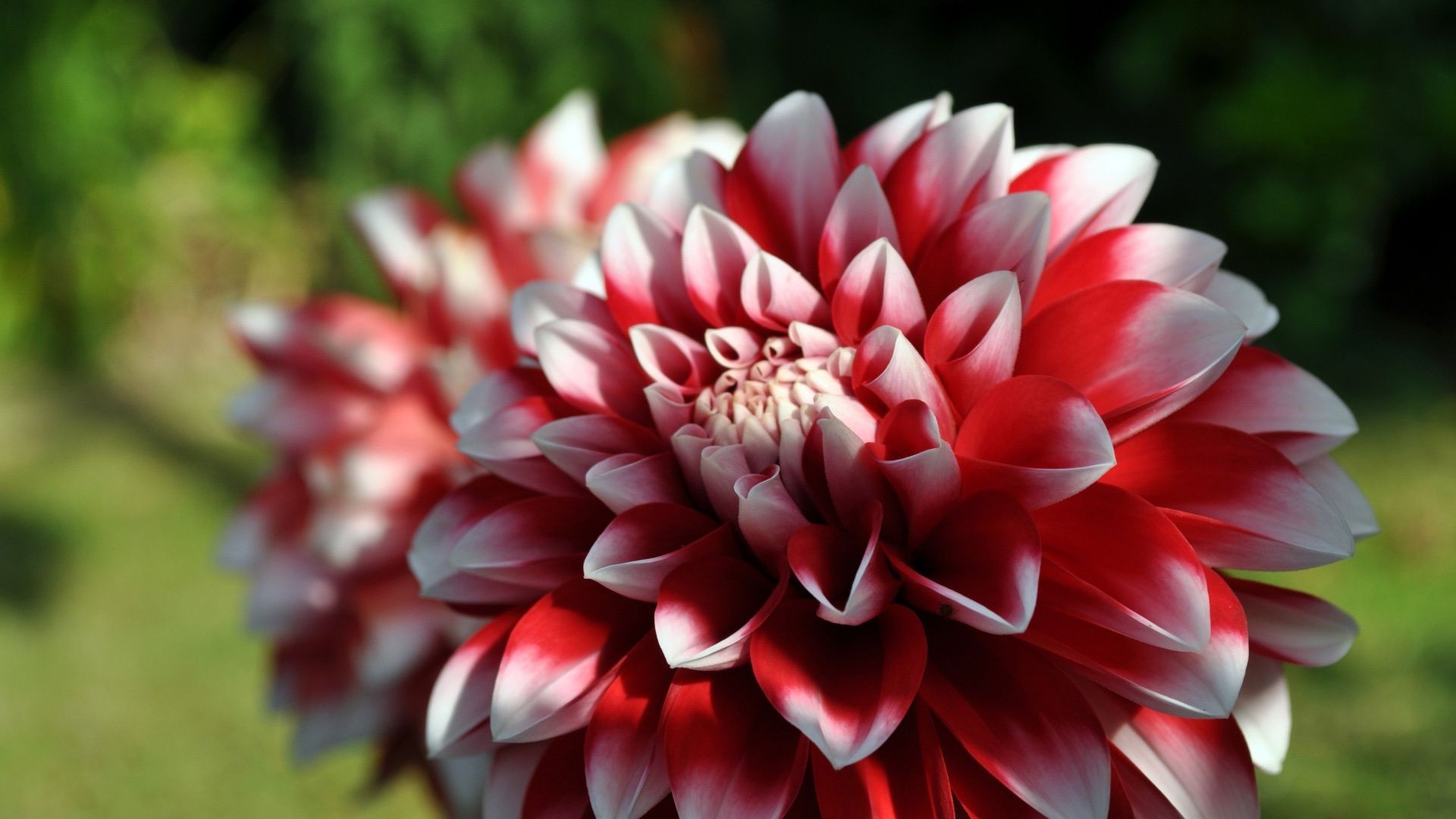 closeup nature flower summer flora garden petal leaf floral color blooming dahlia beautiful bright close-up season