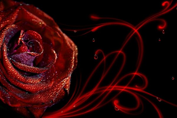 Red rose with sequins on a black background