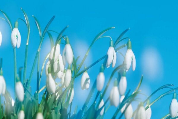 Weiße Schneeglöckchen auf einem blauen Himmelshintergrund