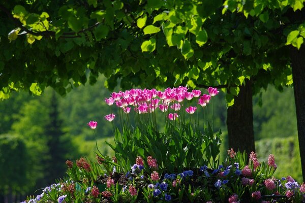 Canteiros de flores na natureza à beira da água