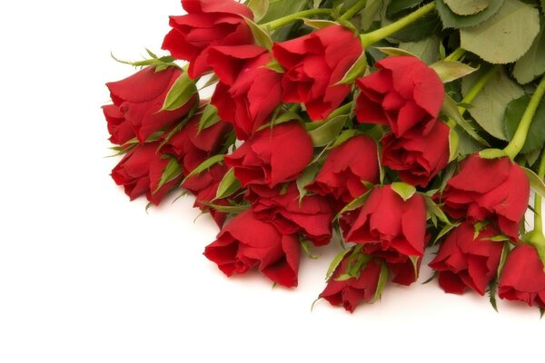 Bouquet de roses rouges sur fond blanc