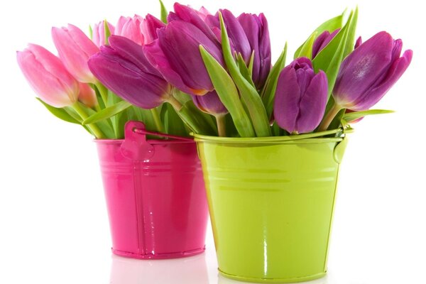 Bright tulips in a mini bucket