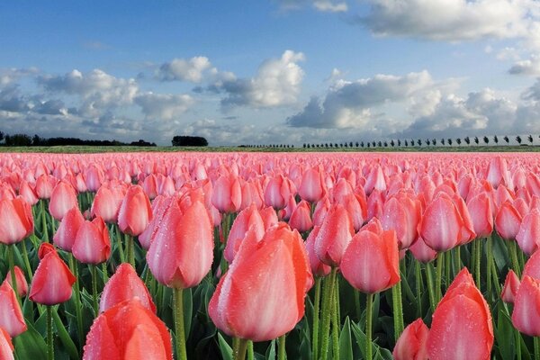 Ein endloses Feld von rosa Tulpen