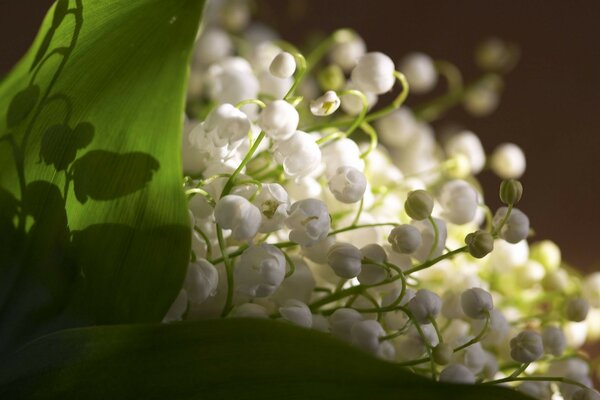 Green leaves and white lily of the valley flowers