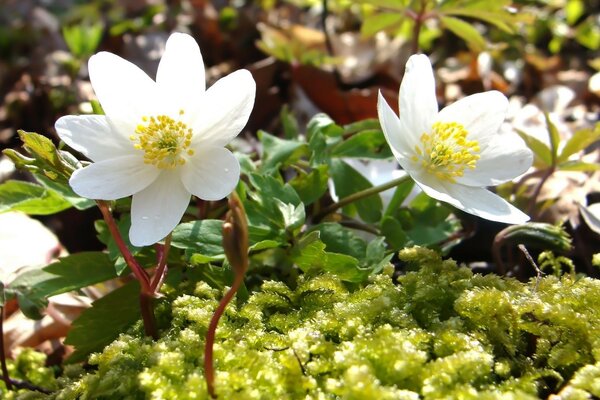 A white flower growing in a clearing