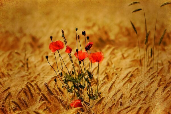 Red flowers grow in a wheat field