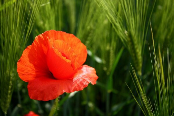 Red flower on a background of green plants