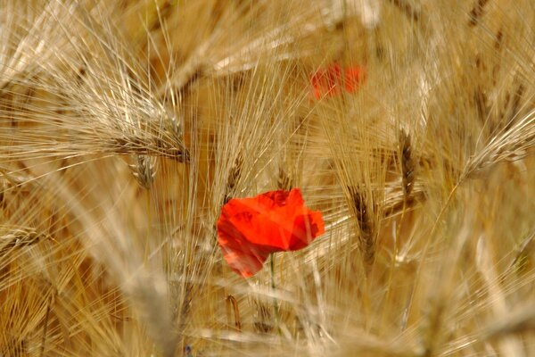 Редкие цветы на поле из пшеничных колосков