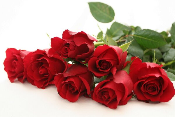 Ramo de rosas rojas romance