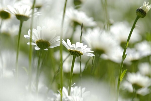 Chamomile is a special flower in nature