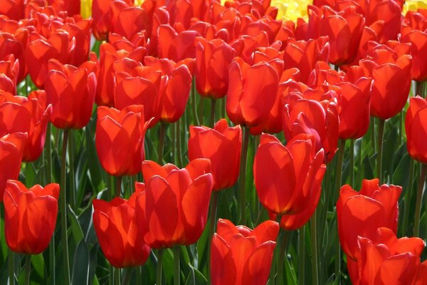 Tulipes rouges et tiges vertes