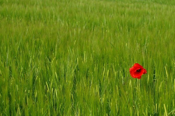 Fiore rosso solitario tra il grano verde