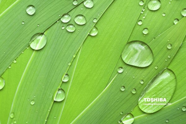 Gouttes de pluie sur le feuillage vert