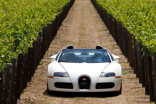 Voiture de sport Bugatti blanche sur la nature