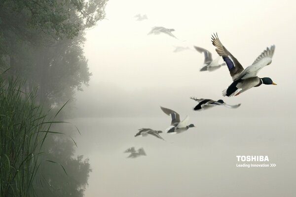 Enten in freier Wildbahn. Flug