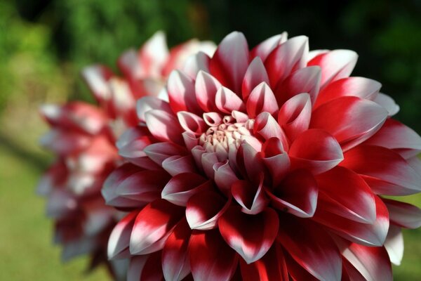 Rojo blanco flor de cerca en la naturaleza