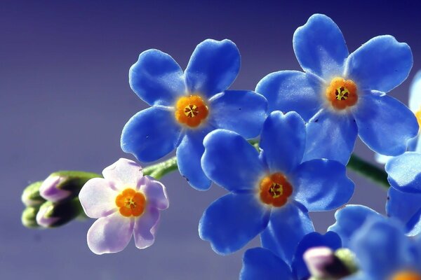 Un brin de fleurs avec des pétales bleus