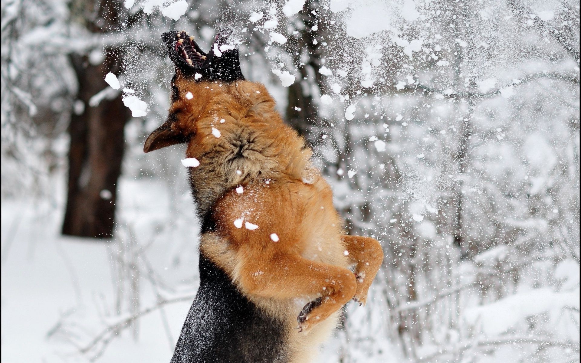 cani neve inverno freddo mammifero natura animale all aperto carino cane fauna selvatica ghiaccio singolo legno gelo ritratto