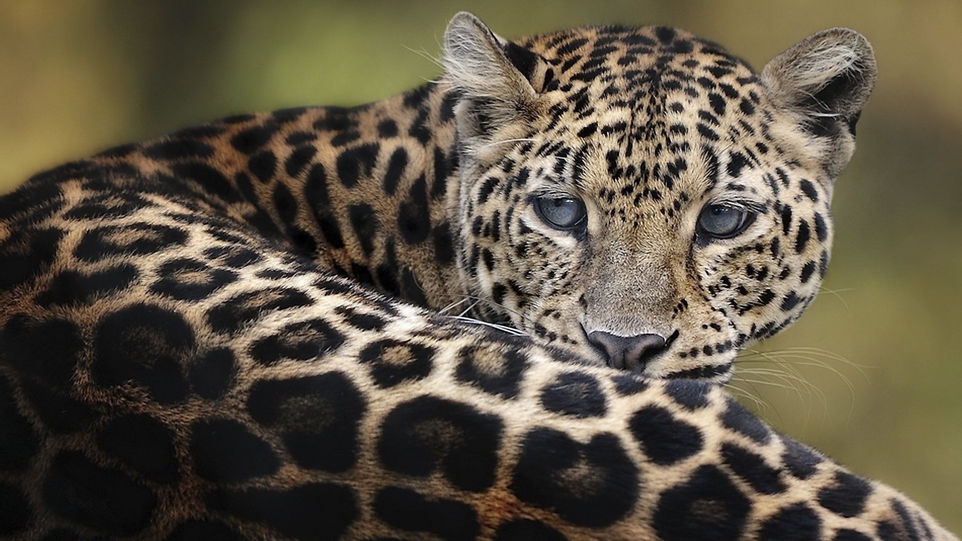 leoparlar yaban hayatı memeli leopar hayvanat bahçesi safari kedi hayvan yırtıcı hayvan orman vahşi çita kürk doğa desen zürafa