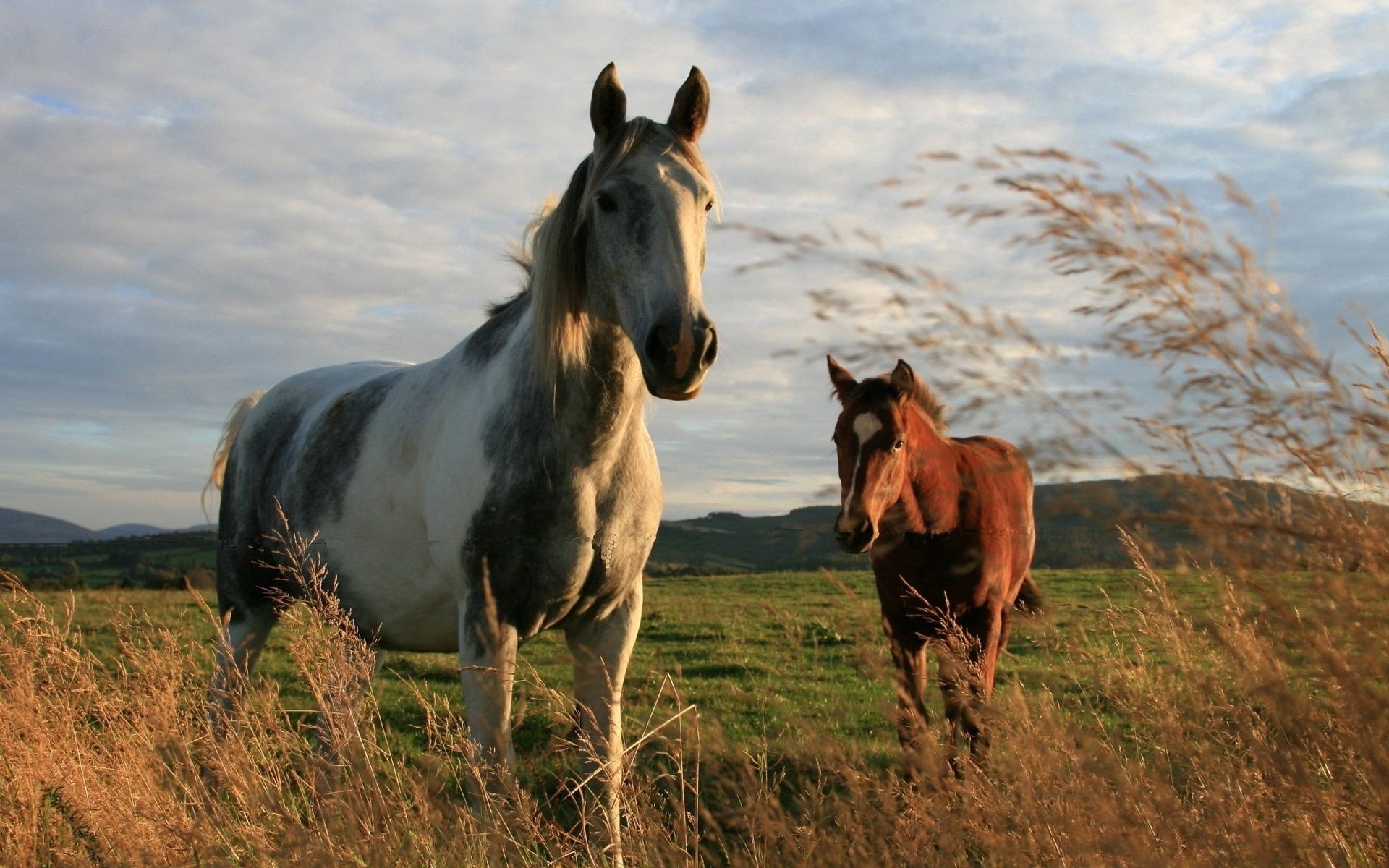 horses mammal cavalry mare horse grass pasture hayfield farm field animal stallion mane equine equestrian livestock rural agriculture pony grassland