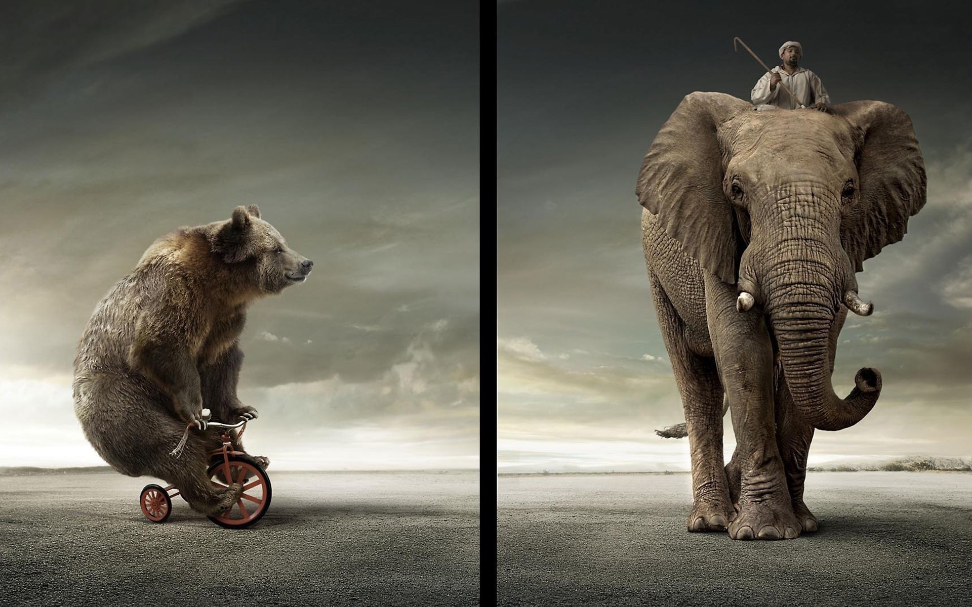 photo manipulation mammal animal elephant wildlife two one portrait nature bear