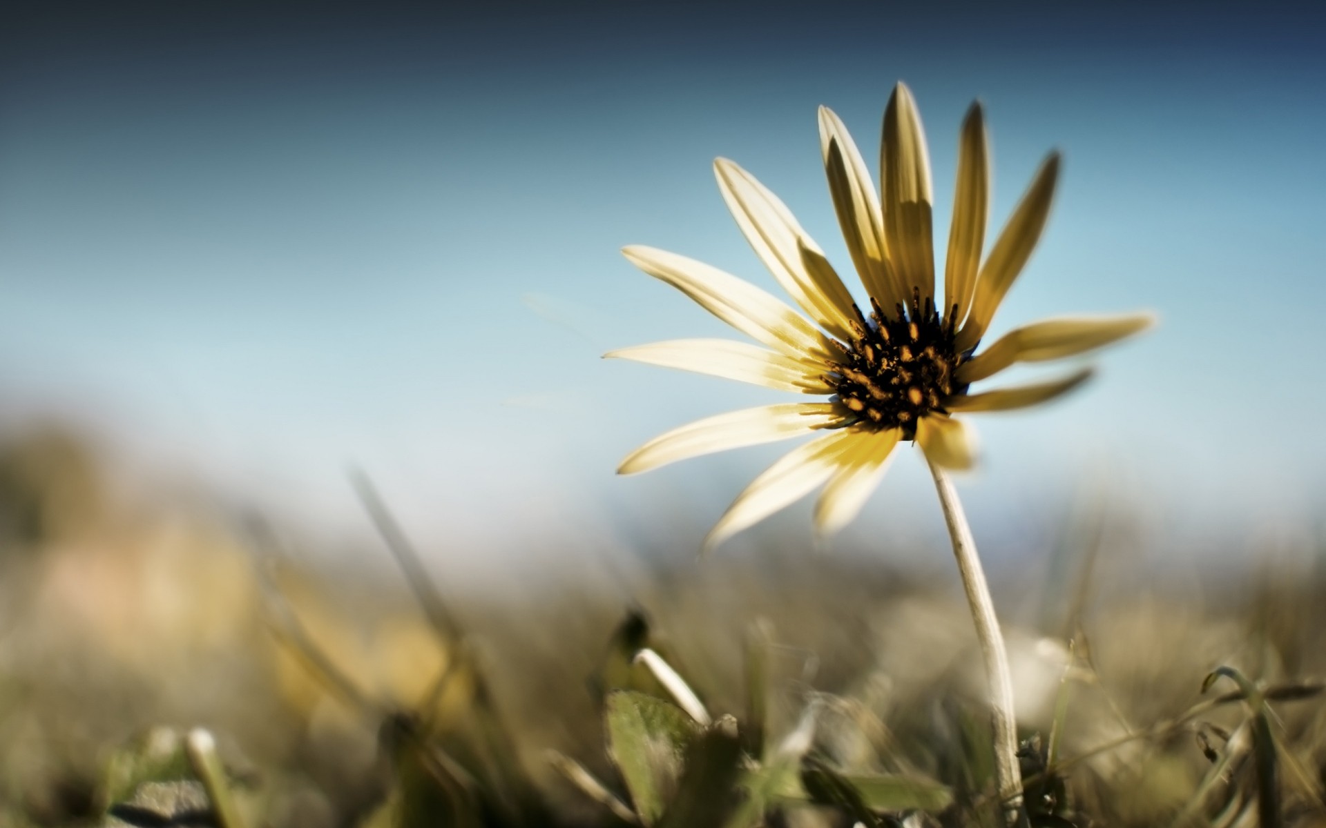 fleurs nature fleur champ herbe à l extérieur été soleil flore