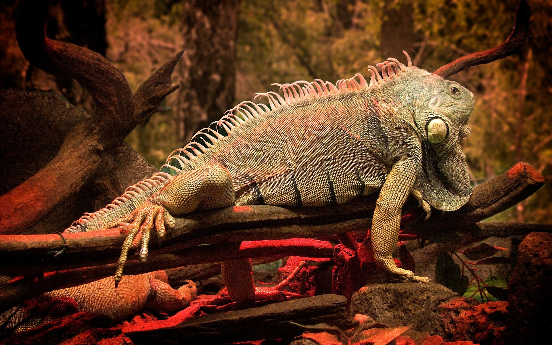 sürüngenler ve kurbağalar gazoo ejderha hayvan kertenkele yaban hayatı doğa hayvanat bahçesi bir canavar iguana