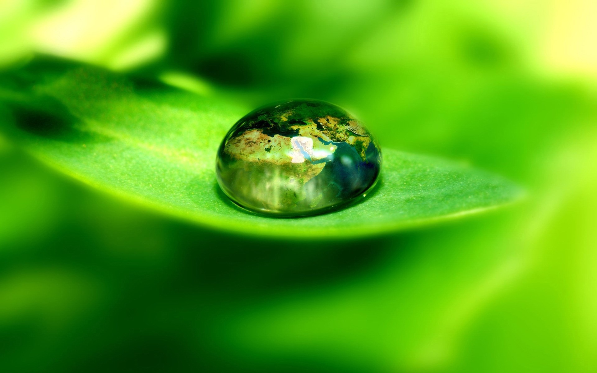 foto processamento chuva folha orvalho gotas gota natureza molhado pureza água gotas flora crescimento